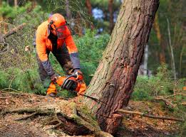 Trusted Lorane, PA  Tree Services Experts